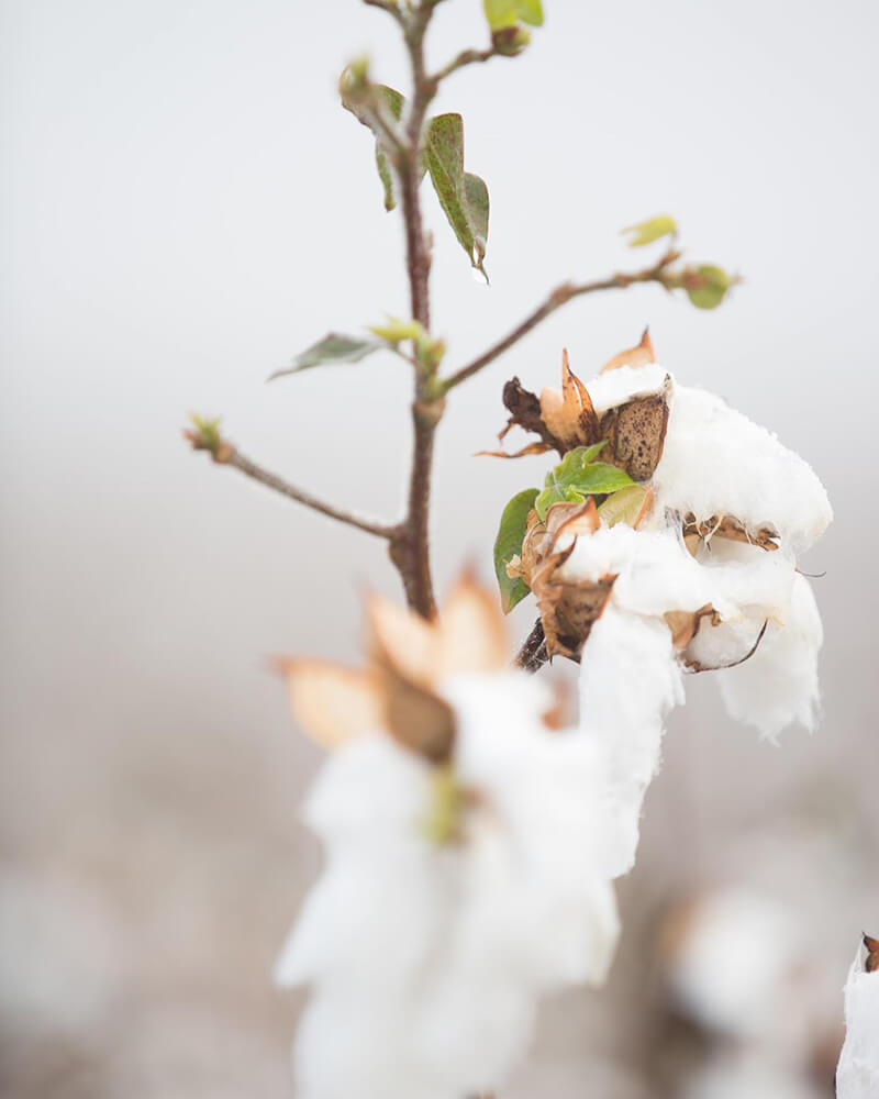 Case Study - Red Land Cotton