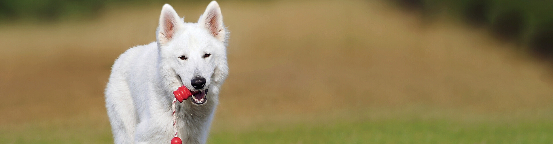 Working Service Dog banner