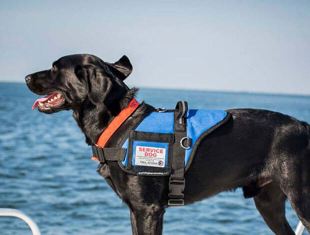 Working Service Dog Success